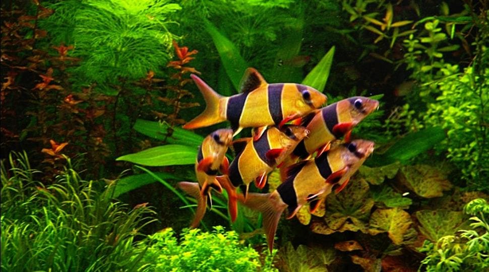 Боция клоун