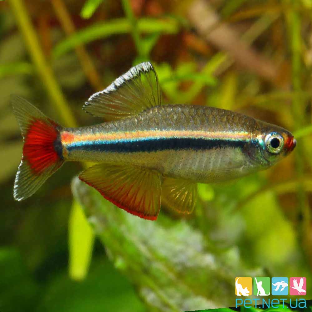 Tanichthys Alboneubes