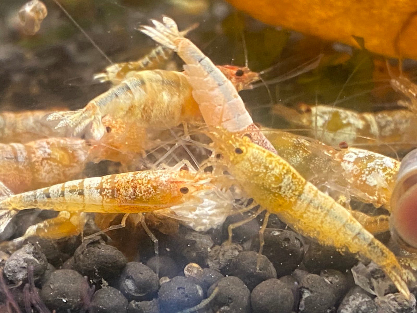 red bolt bee shrimp