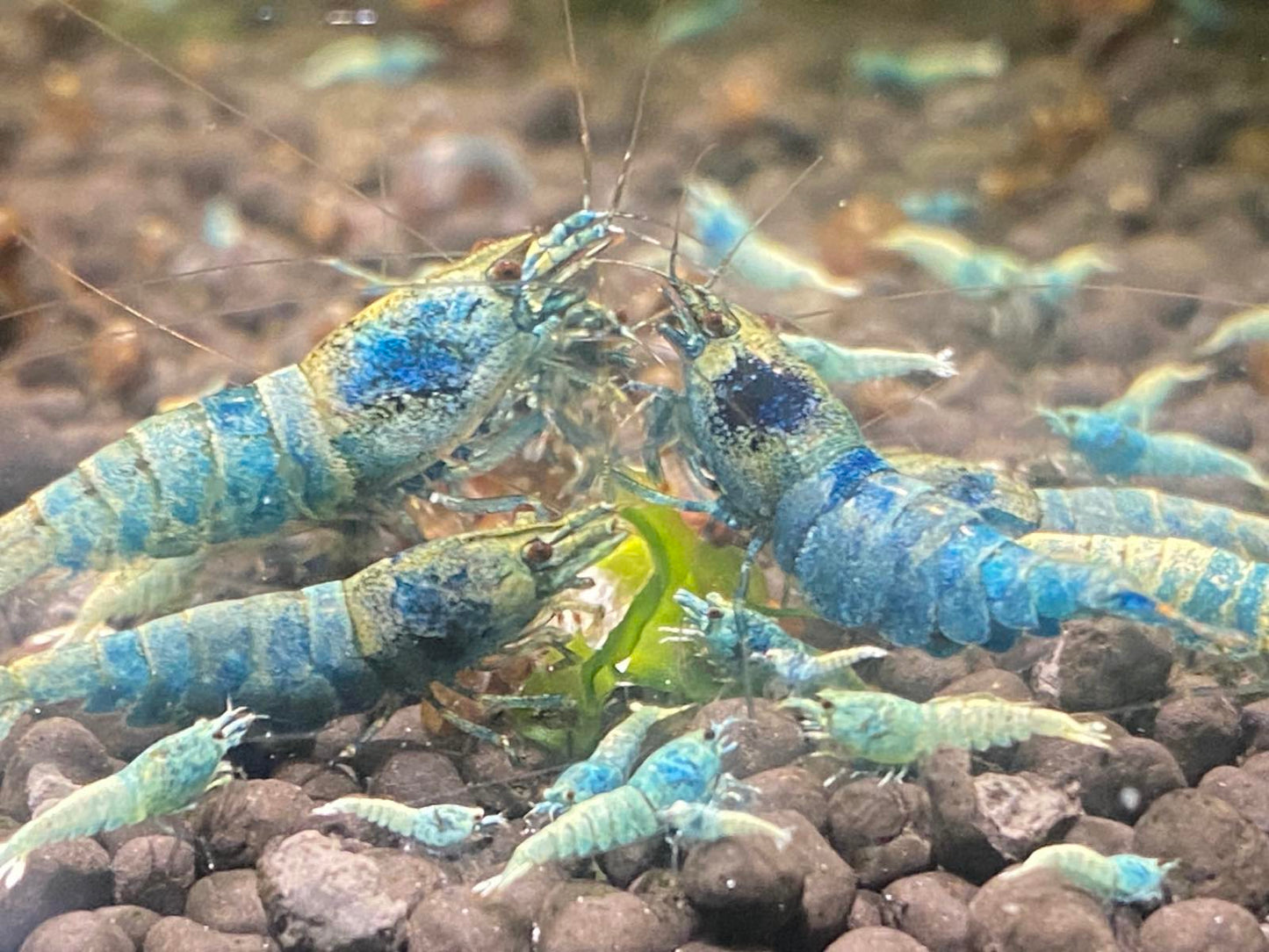 Caridina cantonensis Blue Bolt
