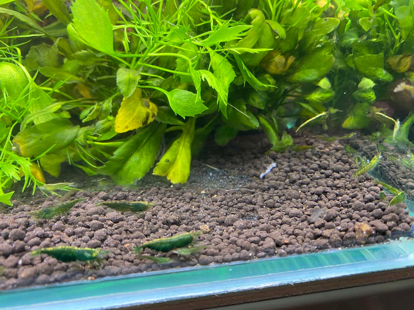 Neocaridina Davidi sp Green Jade