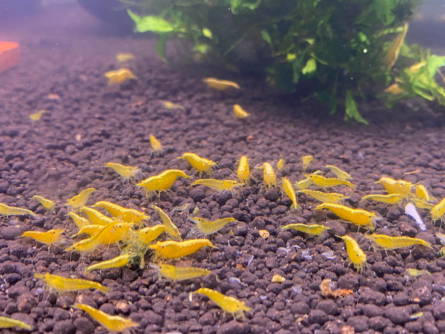 Neocaridina davidi kollane neoonkrevett