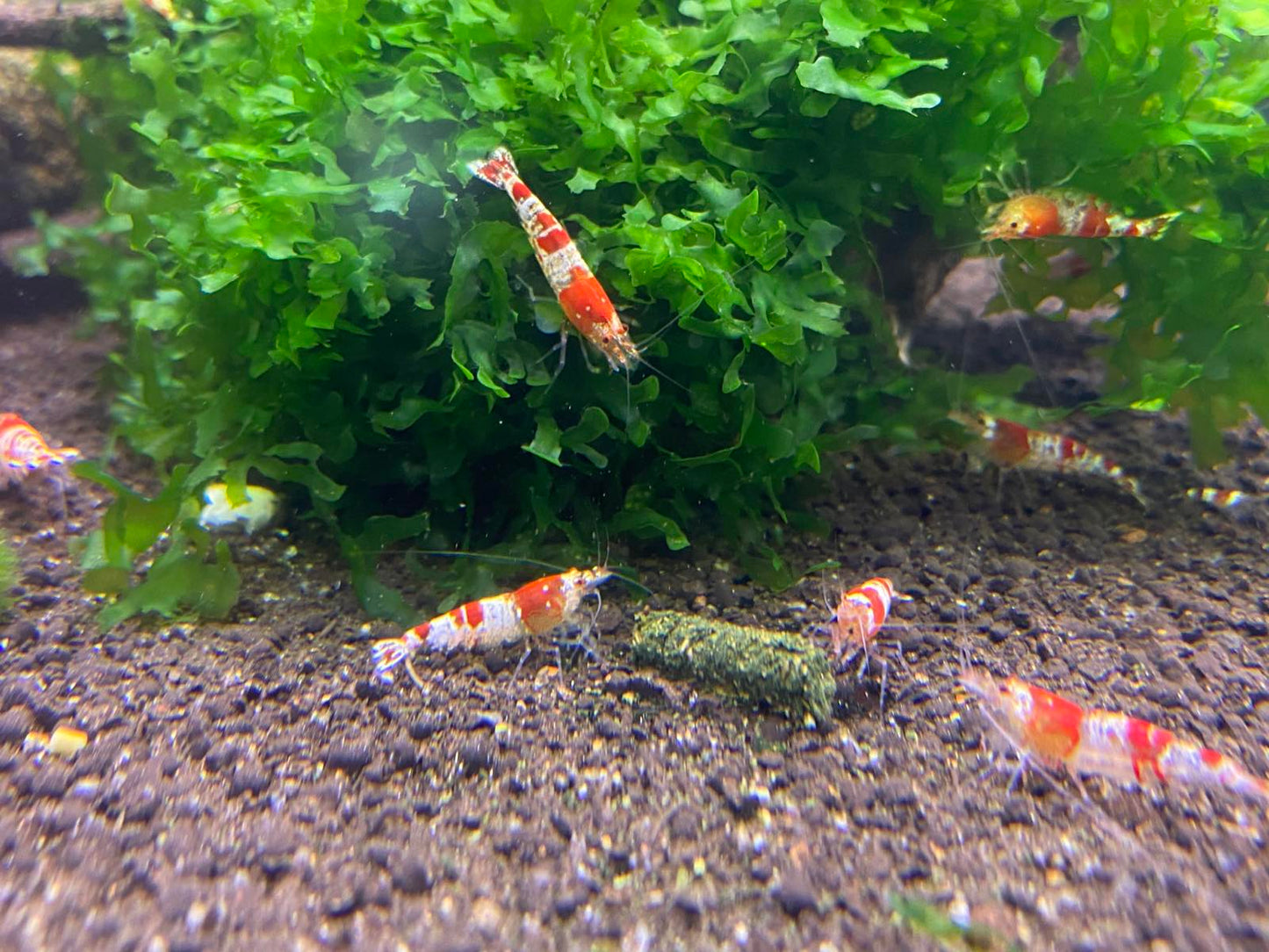 Kristallpunased krevetid