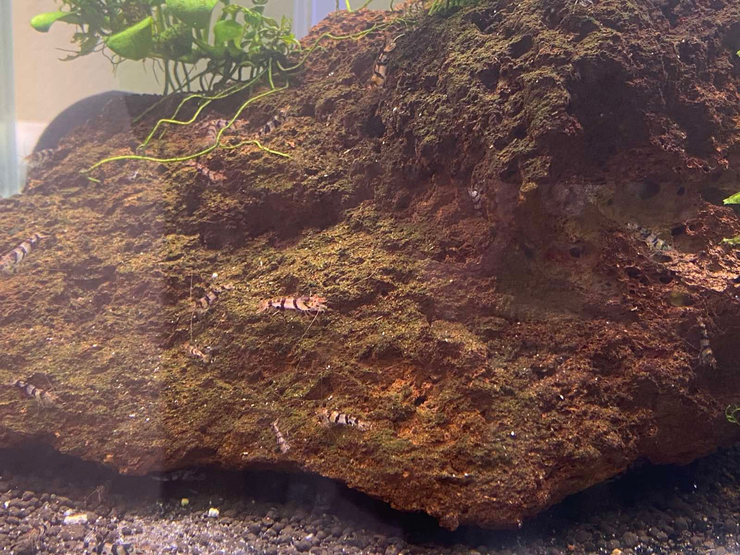Caridina cf. Paracaridinda "raccoon"