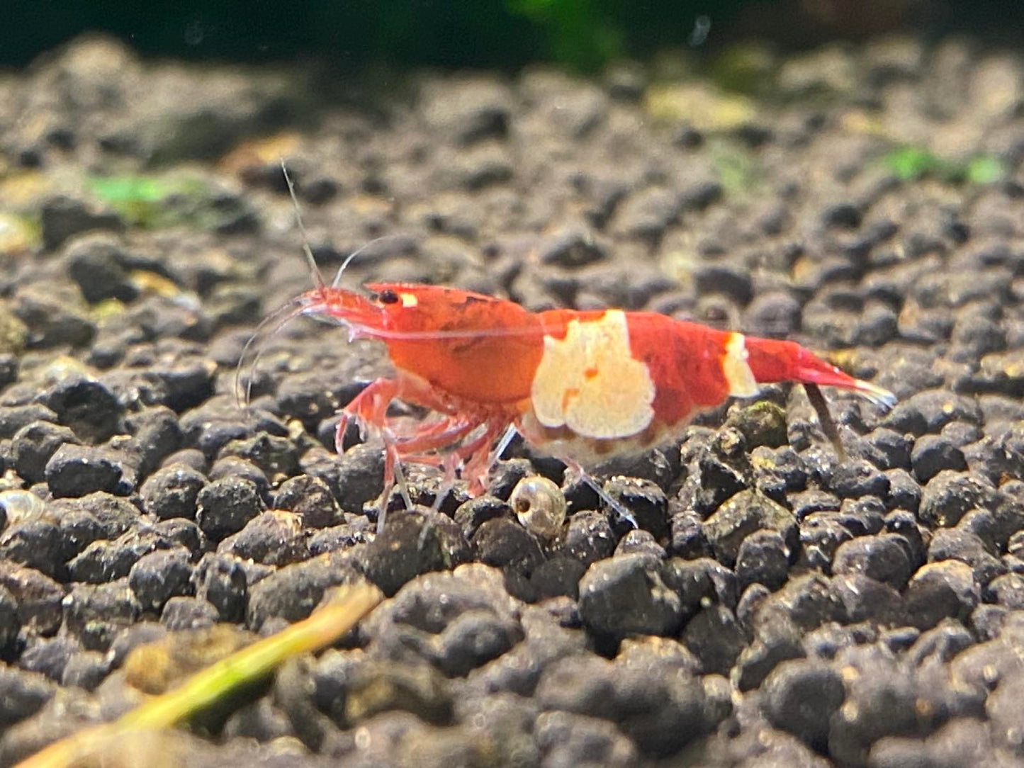 Shrimp