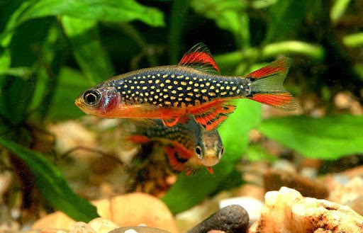 Danio margaritatus
